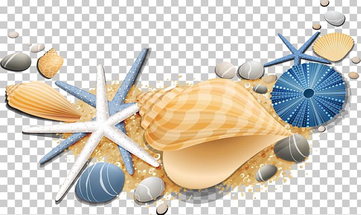 Seashell Starfish Conch PNG, Clipart, Animals, Beautiful Starfish, Cartoon, Cartoon Starfish, Conch Free PNG Download