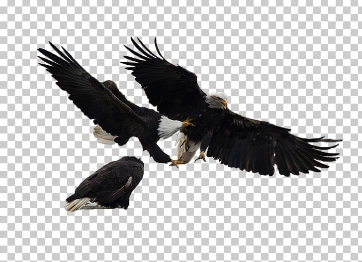 Bald Eagle White-tailed Eagle Bird PNG, Clipart, Accipitriformes, Air, Animal, Bald Eagle, Beak Free PNG Download