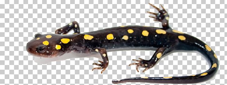 Blue-spotted Salamander Newt Marbled Salamander PNG, Clipart, Amphibian, Animal Figure, Animals, Eastern Newt, Frosted Flatwoods Salamander Free PNG Download