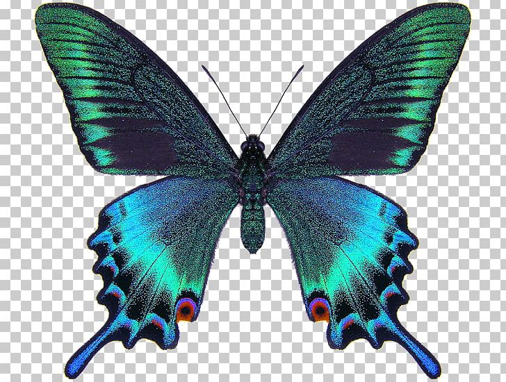 Chinese Peacock Butterfly Alpine Black Swallowtail Swallowtail Butterfly Papilio Palinurus PNG, Clipart, Arthropod, Brush Footed Butterfly, Butterflies And Moths, Butterfly, Ho Ho Ho Free PNG Download