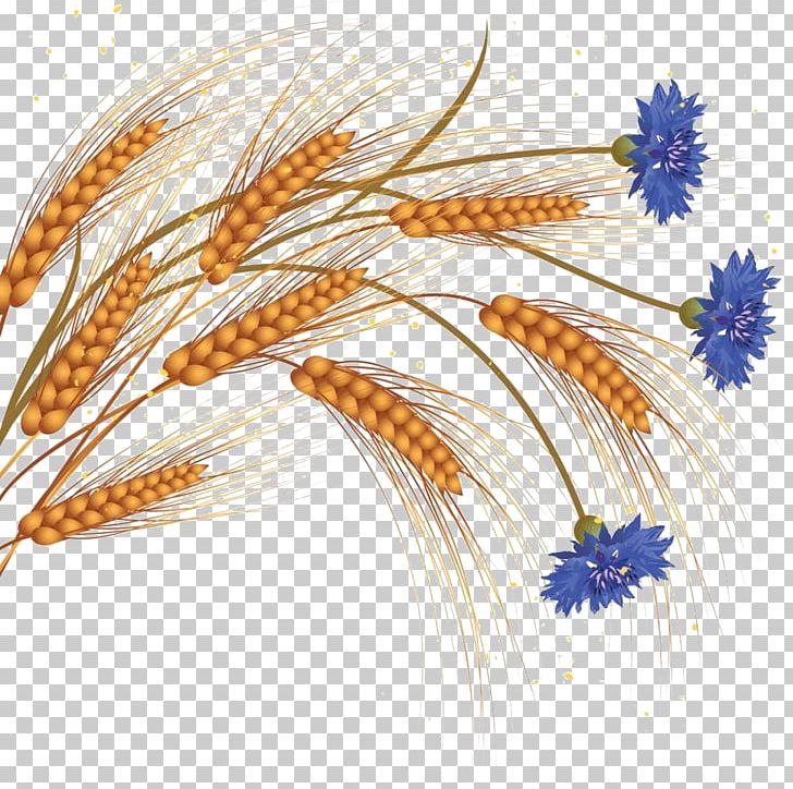 Common Wheat Flower Ear PNG, Clipart, Cartoon Wheat, Commodity, Corn, Decorative, Decorative Pattern Free PNG Download