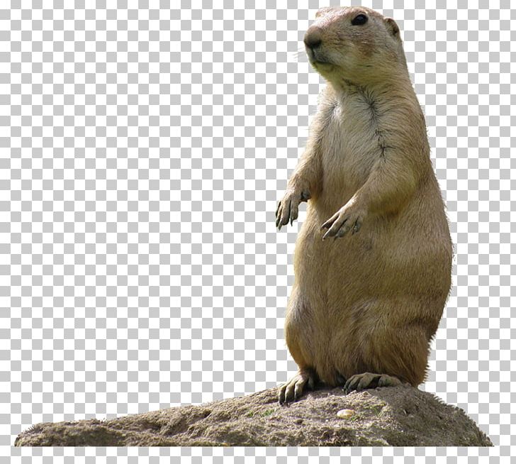 Marmot Black-tailed Prairie Dog The Prairie Dog PNG, Clipart, Animal, Animals, Blacktailed Prairie Dog, Burrow, Canis Free PNG Download