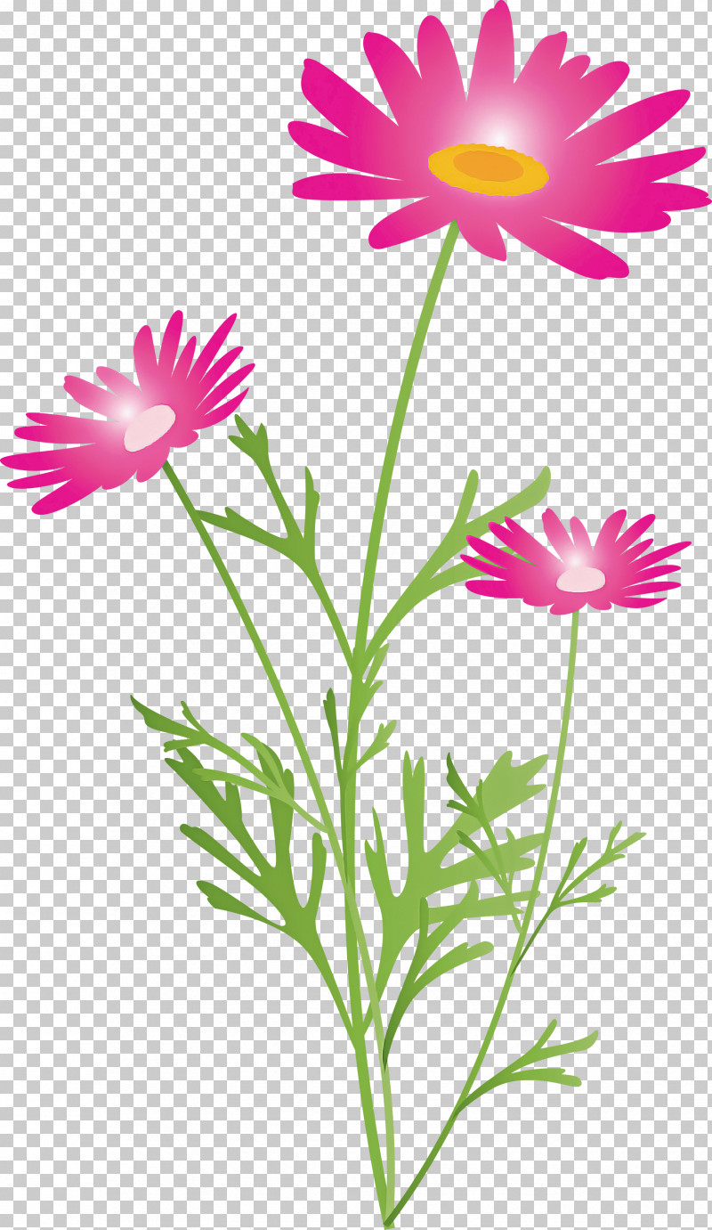 Marguerite Flower Spring Flower PNG, Clipart, African Daisy, Aster, Chamomile, Daisy, Daisy Family Free PNG Download