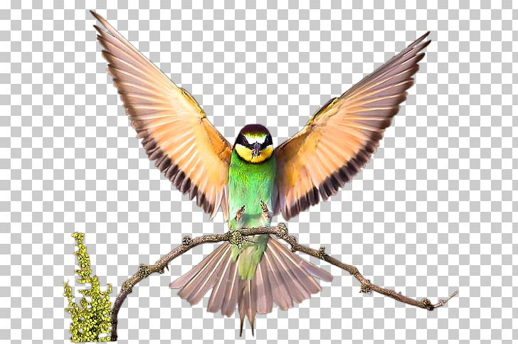 Bird Budgerigar Desktop Vertebrate Beak PNG, Clipart, Beak, Bird, Birdcage, Budgerigar, Common Pet Parakeet Free PNG Download