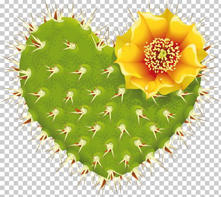 Cactaceae Heart Flowering Plant PNG, Clipart, Barbary Fig, Cactaceae, Cactus, Caryophyllales, Eastern Prickly Pear Free PNG Download