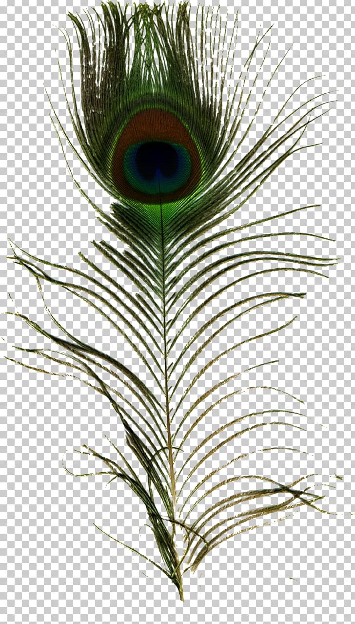 Feather Pavo Peafowl PNG, Clipart, Animals, Arecales, Clip Art, Date Palm, Feather Free PNG Download