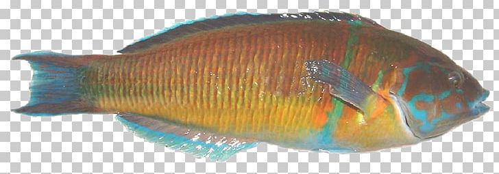 Fish John Dory Marine Biology Goby Arctoscopus Japonicus PNG, Clipart, Animals, Bal, Biology, Blue, Deniz Free PNG Download
