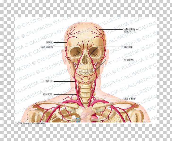 Head And Neck Anatomy Common Carotid Artery Vein PNG, Clipart, Anatomy, Anterior Triangle Of The Neck, Arm, Artery, Face Free PNG Download