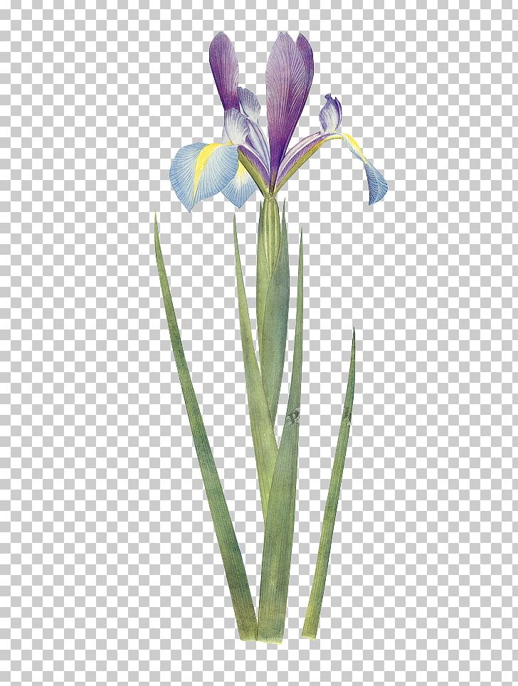 Iris Xiphium Botany Flower Botanical Illustration Wall Iris PNG, Clipart, Bonsai, Crocus, Cut Flowers, Decorative Patterns, Floral Design Free PNG Download