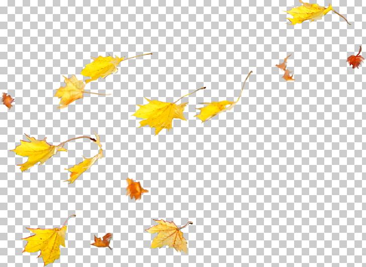 Petal Maple Leaf PNG, Clipart, Autumn, Autumn Leaves, Banana Leaves, Branch, Decoration Free PNG Download