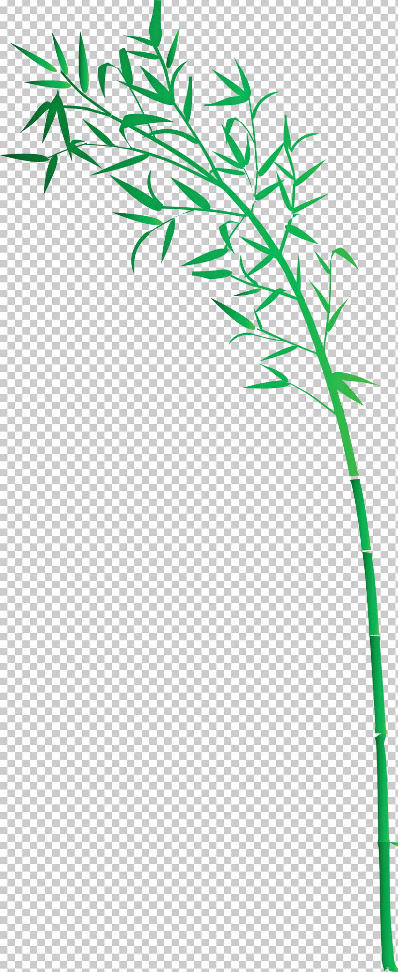 Bamboo Leaf PNG, Clipart, Bamboo, Flower, Grass, Grass Family, Green Free PNG Download