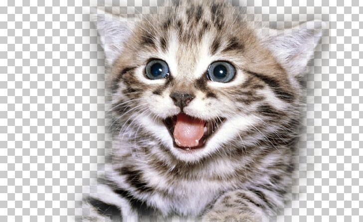 Kitten Cat Puppy Cuteness Happiness PNG, Clipart, Animal, Animals, Carnivoran, Cat Like Mammal, Cuteness Free PNG Download