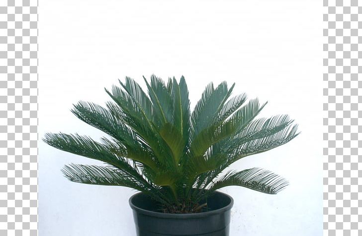 Arecaceae Flowerpot Houseplant Agave INAV DBX MSCI AC WORLD SF PNG, Clipart, Agave, Arecaceae, Arecales, Evergreen, Flowerpot Free PNG Download