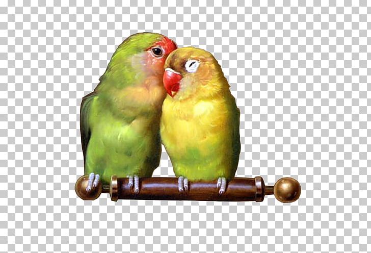Budgerigar Lovebird Parrot Cockatiel PNG, Clipart, Animals, Beak, Bird, Bird Supply, Budgerigar Free PNG Download