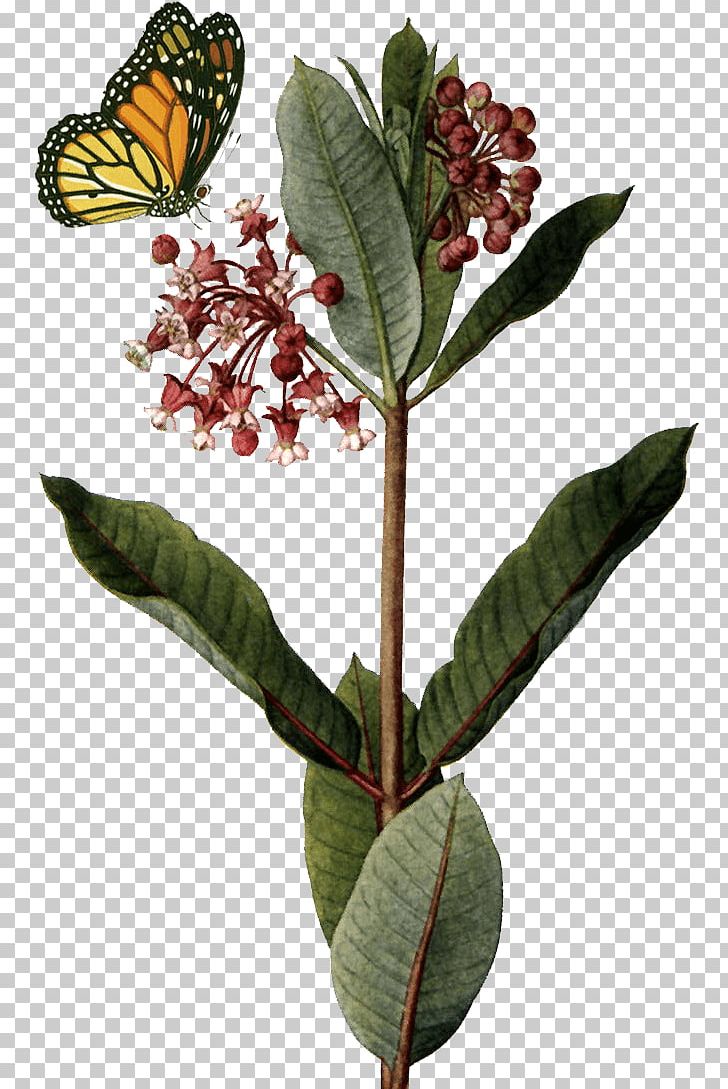 Common Milkweed Butterfly Weed Botanical Illustration Botany PNG