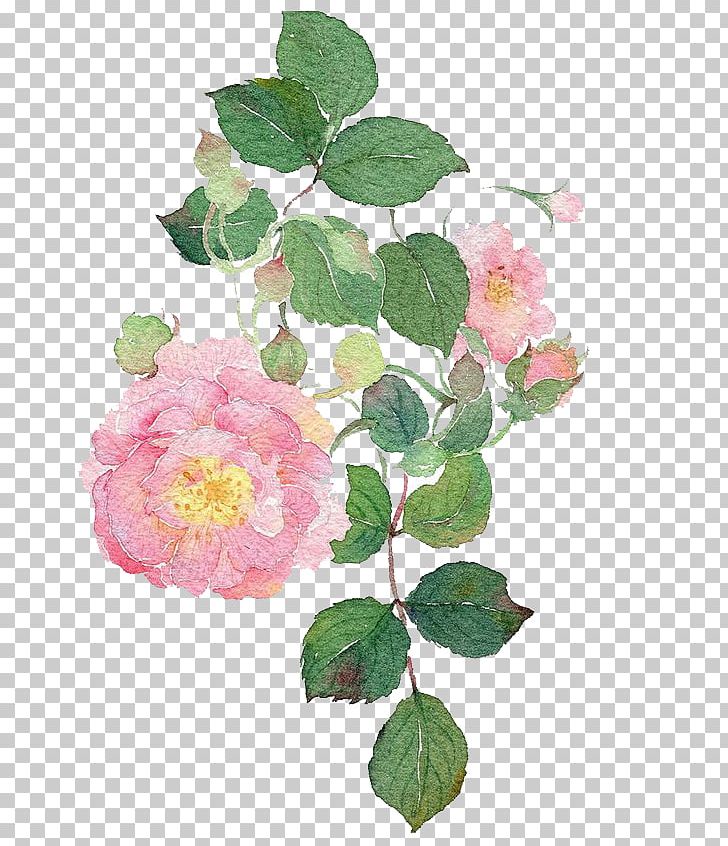 Garden Roses Watercolour Flowers Dog-rose Watercolor Painting PNG, Clipart, Art, Autumn, Cartoon, Decorate, Dog Free PNG Download