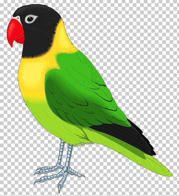 Lovebird Parrot Budgerigar Cockatiel PNG, Clipart, Animals, Beak, Bird, Birdcage, Cage Free PNG Download
