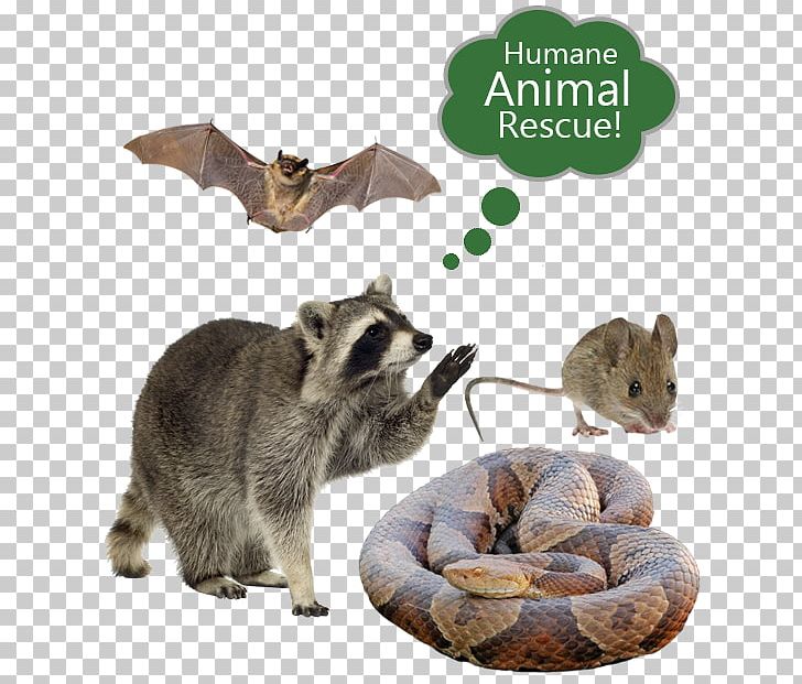 Raccoon Nuisance Wildlife Management Pest Control Cockroach PNG, Clipart, Animal, Animals, Bat, Carnivoran, Cat Free PNG Download