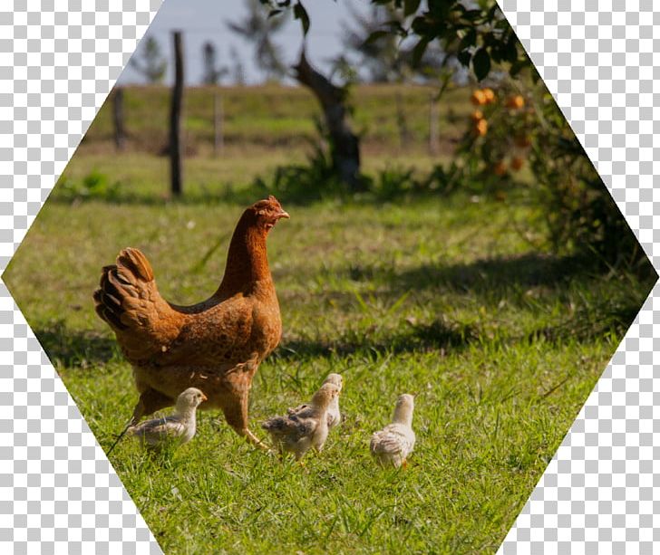 Rooster Chicken As Food Hen PNG, Clipart, Animals, Beak, Bigstock, Bird, Chicken Free PNG Download