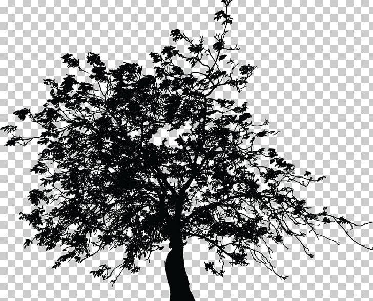 Twig PNG, Clipart, 3d Computer Graphics, Black And White, Branch, Computer Graphics, Diagram Free PNG Download