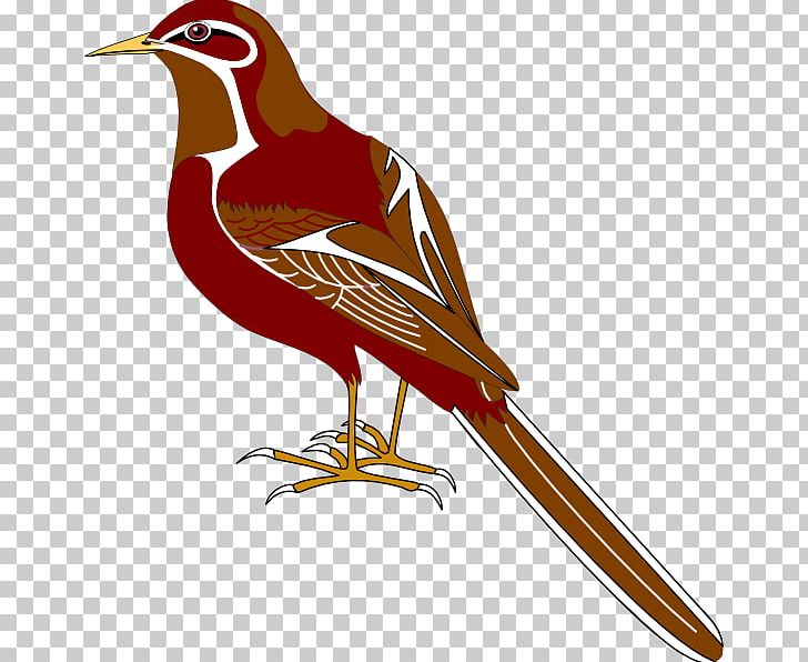 Bird Gulls Beak PNG, Clipart, Animal, Animals, Beak, Bird, Email Free PNG Download