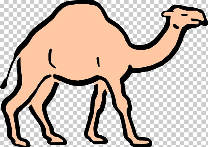 Dromedary Cartoon PNG, Clipart, Animal Figure, Arabian Camel, Camel, Camel Like Mammal, Caricature Free PNG Download