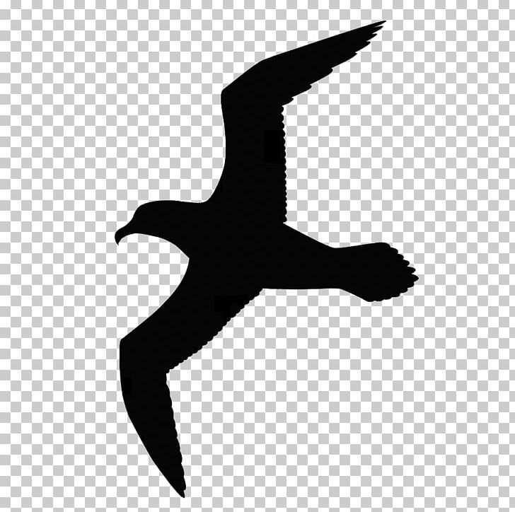 Gulls Bird Great Black-backed Gull Drawing PNG, Clipart, Animals, Beak, Bird, Bird Flight, Bird Of Prey Free PNG Download
