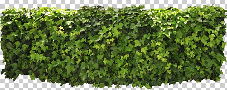 Hedge PNG, Clipart, Box, Computer Icons, Display Resolution, Download, Grass Free PNG Download