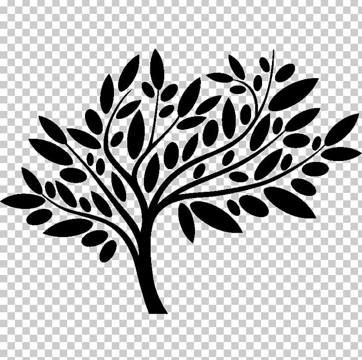 Olive Leaf Pecan Grove Family Dentistry PNG, Clipart, Black And White, Branch, Dds, Dentistry, Flora Free PNG Download