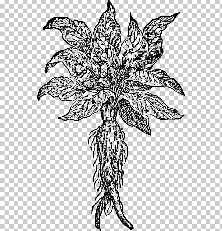 The Mandrake Drawing Root Plant PNG, Clipart, Art, Black And White, Branch, Coffee Mug, Fictional Character Free PNG Download
