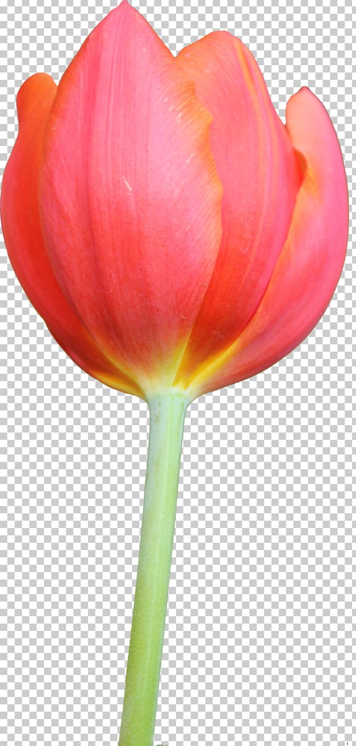 Tulip Flower Bouquet PNG, Clipart, Bunny, Clip Art, Cut Flowers, Download, Flower Free PNG Download