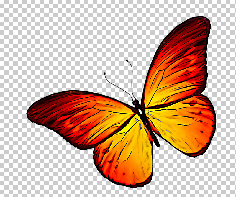 Orange PNG, Clipart, Brushfooted Butterfly, Butterfly, Insect, Lycaena, Lycaenid Free PNG Download