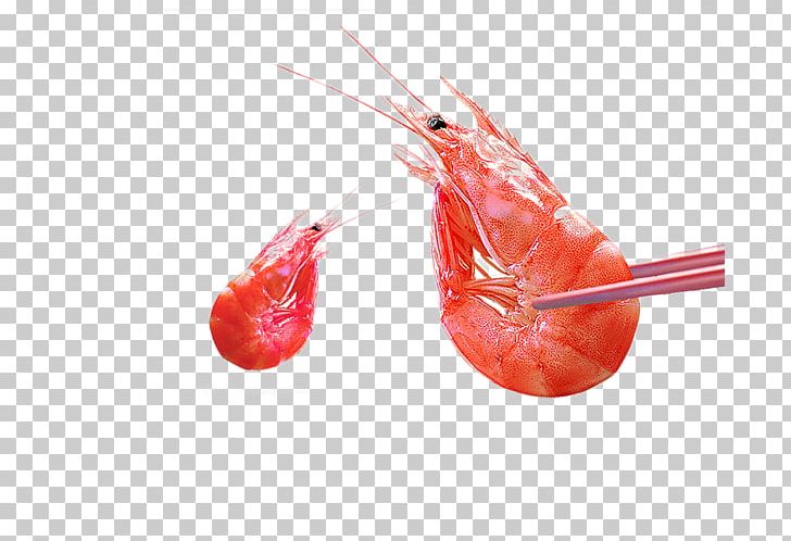 Caridea Shrimp U9752u5c9bu5929u4ef7u867eu4e8bu4ef6 Prawn PNG, Clipart, Animals, Beak, Bird, Caridea, Cartoon Shrimp Free PNG Download