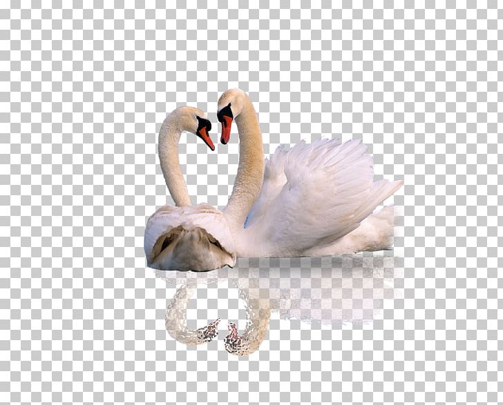Mute Swan Animal PNG, Clipart, Android Application Package, Animals, Background White, Beak, Bird Free PNG Download