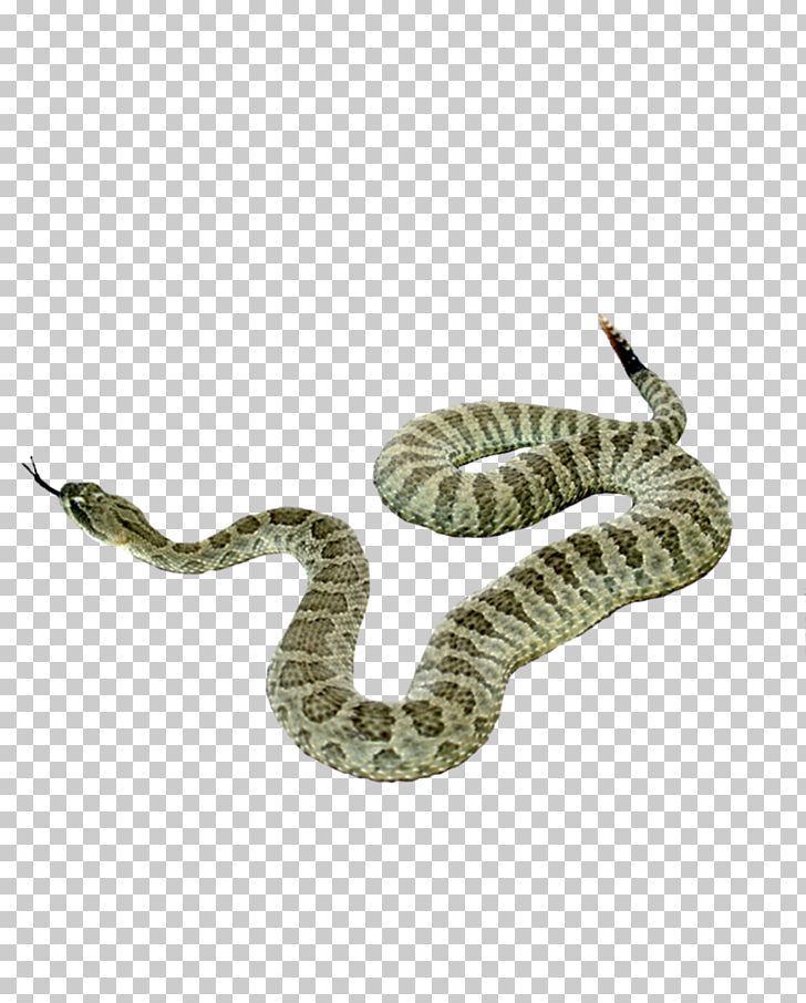 Snake Reptile PNG, Clipart, Animals, Boa Constrictor, Boas, Computer Icons, Day Free PNG Download
