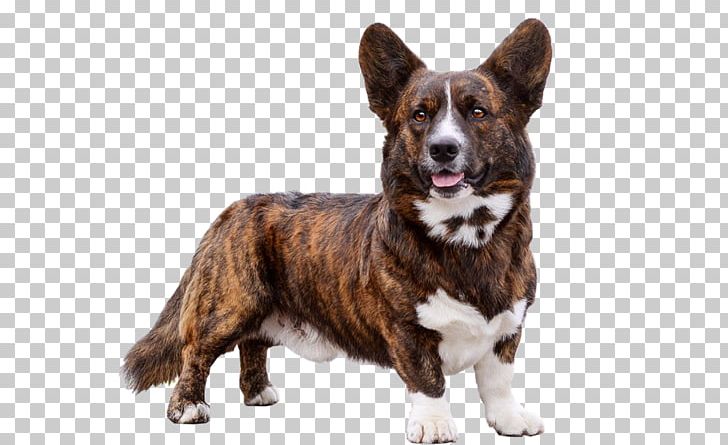 Cardigan Welsh Corgi Puppy Dog Breed Canidae PNG, Clipart, Animals, Breed, Breed Group Dog, Canidae, Cardigan Welsh Corgi Free PNG Download