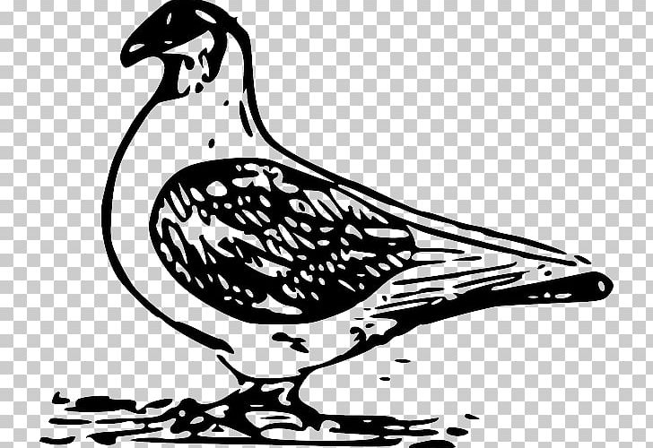 Columbidae Homing Pigeon Bird PNG, Clipart, Animals, Artwork, Beak, Bird, Black And White Free PNG Download