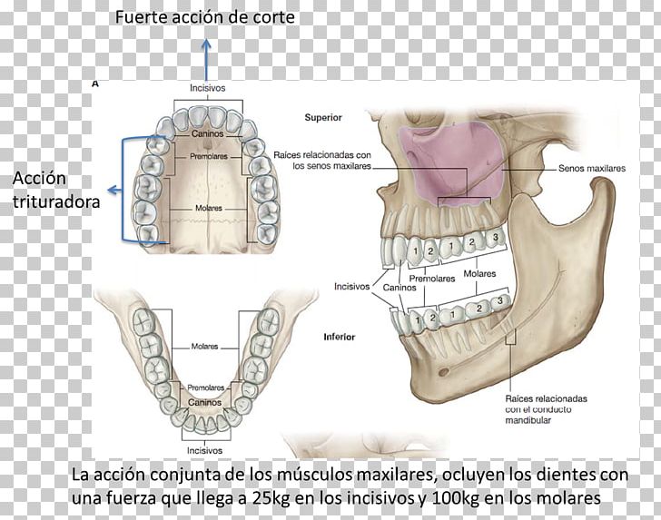 Maxillary Artery Soft Palate Palatine Aponeurosis PNG, Clipart, Abdomen, Aponeurosis, Artery, Bone, Centro Free PNG Download