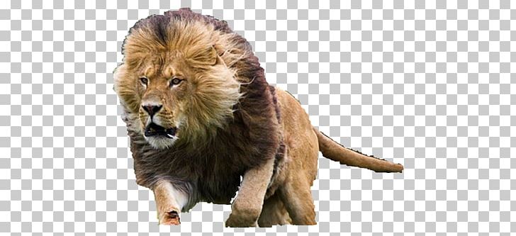 White Lion Hyena Desktop PNG, Clipart, Animals, Big Cats, Carnivoran, Cat Like Mammal, Desktop Wallpaper Free PNG Download