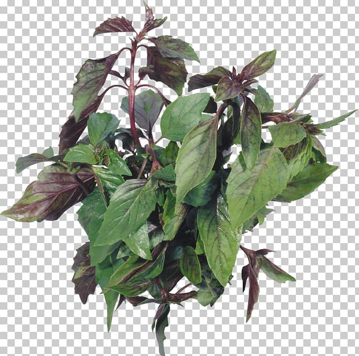 Herb Beefsteakplant Peppermint Basil Spice PNG, Clipart, Basil, Beefsteakplant, Beefsteak Plant, Diet Food, Dill Free PNG Download
