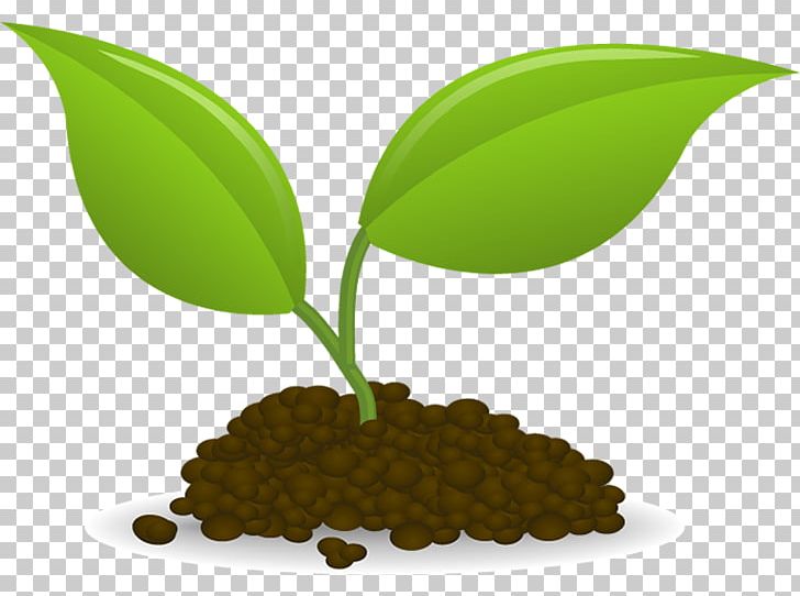 Plant Sowing Seedling PNG, Clipart, Botanical Name, Botany, Computer Icons, Food, Food Drinks Free PNG Download