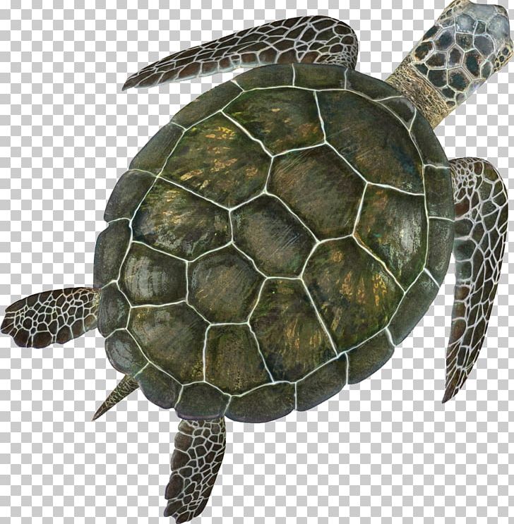 Box Turtle Sea Turtle Turtle Shell PNG, Clipart, Animal, Animals, Box Turtle, Computer Icons, Emydidae Free PNG Download
