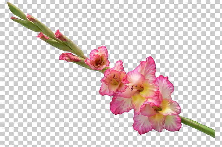 Cut Flowers Abyssinian Gladiolus Flower Bouquet PNG, Clipart, Abyssinian, Artificial Flower, Birth Flower, Blossom, Branch Free PNG Download