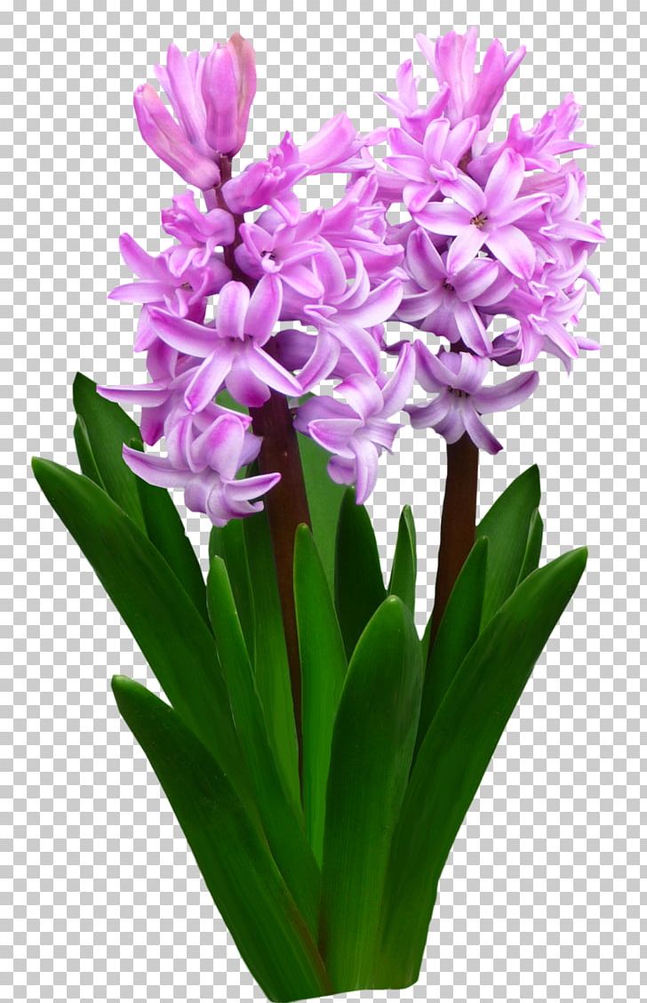 Flower Hyacinth .by PNG, Clipart, Cut Flowers, Flower, Flower Garden, Flowering Plant, Flowerpot Free PNG Download