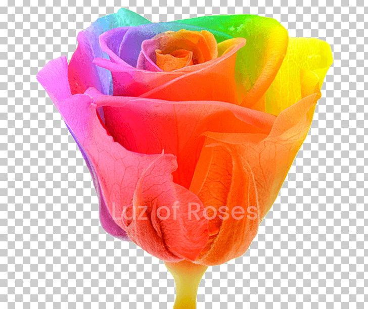 Garden Roses Rainbow Rose Photography PNG, Clipart, Art, Cut Flowers, Encapsulated Postscript, Flower, Flowering Plant Free PNG Download