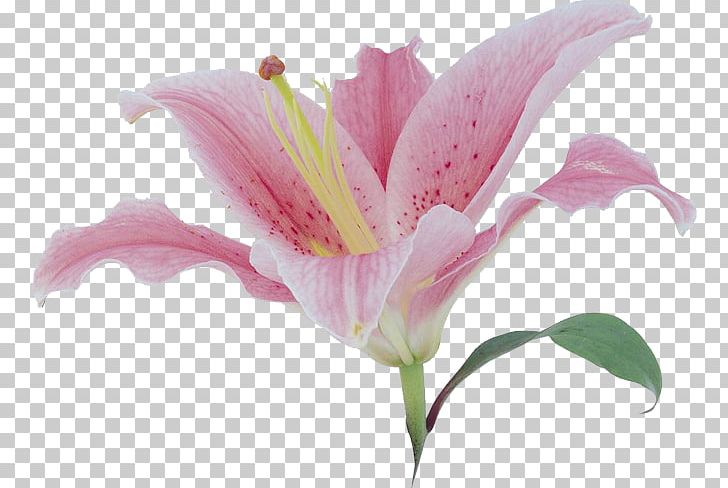 Lilium Flower PNG, Clipart, Bloom, Encapsulated Postscript, Flowering, Flowers, Greeting Free PNG Download