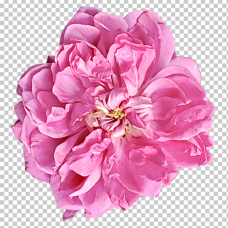 Garden Roses PNG, Clipart, Artificial Flower, Cabbage Rose, Chrysanthemum, Cut Flowers, Drawing Free PNG Download