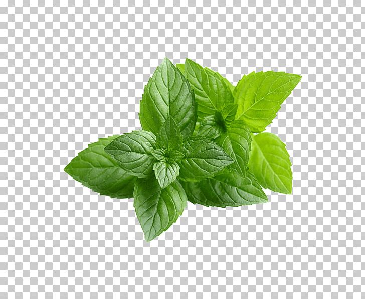 Chewing Gum Peppermint Mentha Spicata Organic Food Water Mint PNG, Clipart, Basil, Chervil, Chewing Gum, Coconut Oil, Flavor Free PNG Download
