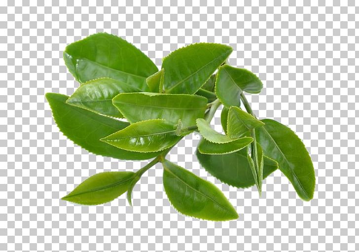 Green Tea Epigallocatechin Gallate Stock Photography PNG, Clipart, Background Green, Bud, Camellia Sinensis, Catechin, Extract Free PNG Download