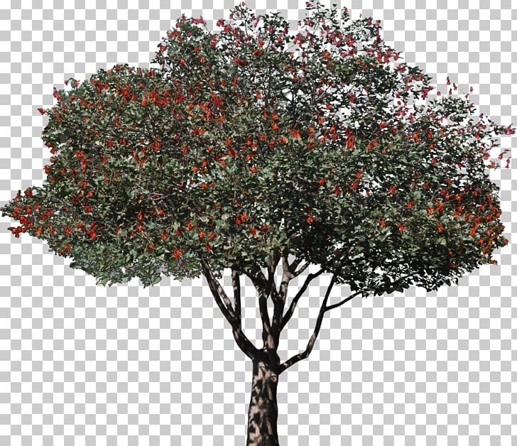 Tree Woody Plant Willow Shrub PNG, Clipart, Autumn Leaf Color, Branch, Bushes, Deciduous, Green Free PNG Download